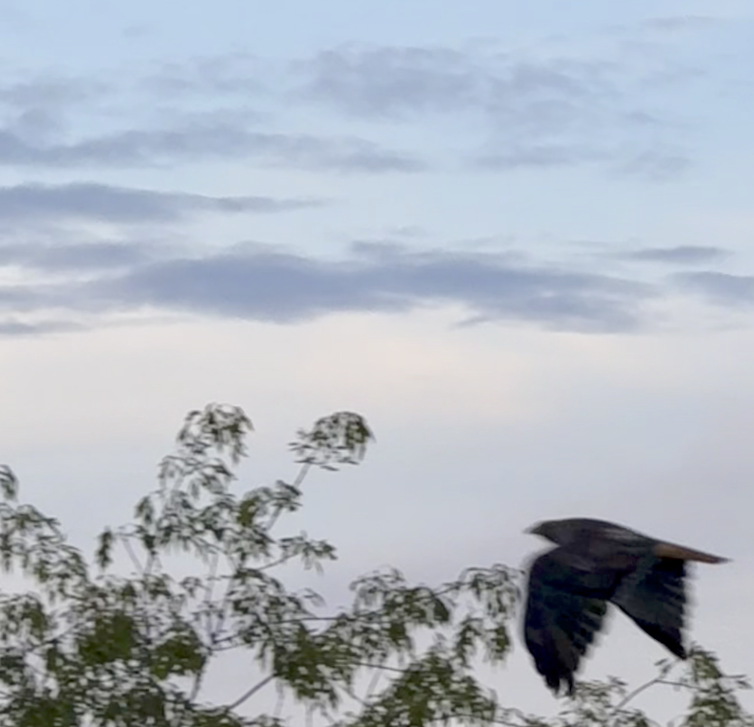 Red-tailed hawk flying, treetops and clouds in the background